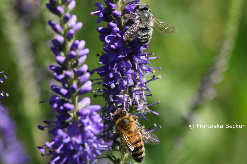 Honigbiene Wildbiene Vergleich