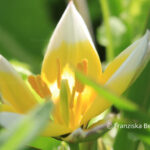 Tulipa